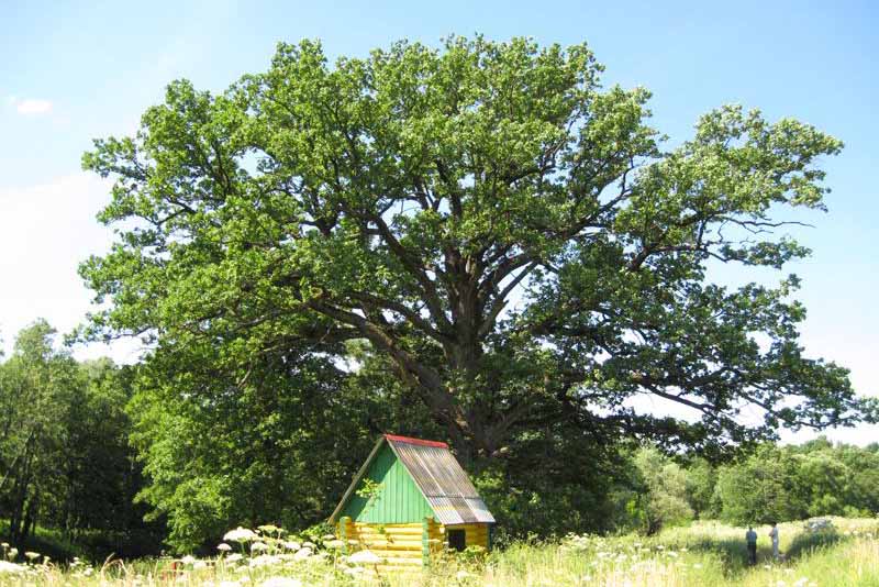 Осталось меньше месяца до подведения итогов конкурса “Российское дерево года-2020”. “Партизанский дуб” из Брянской области пока на II месте