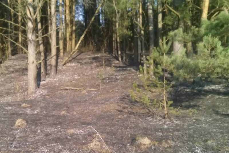 Пожарные потушили лесной пожар под Карачевом