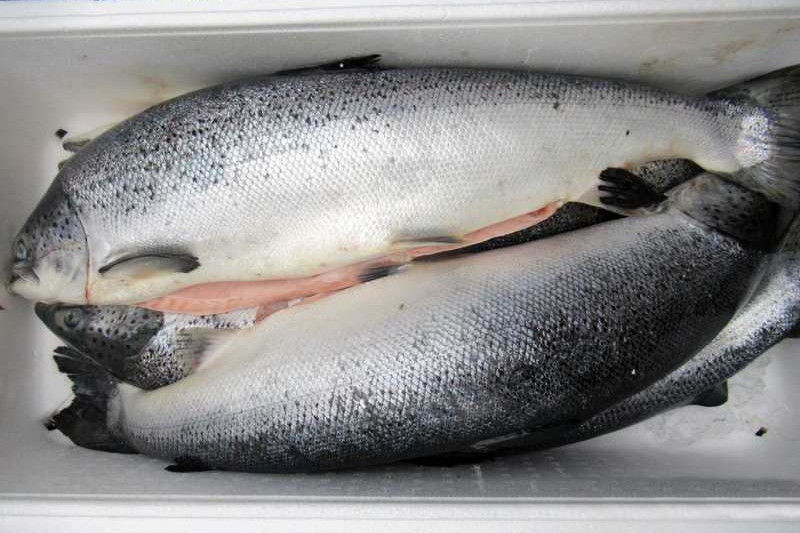 Брянские таможенники задержали 2 тонны атлантического лосося