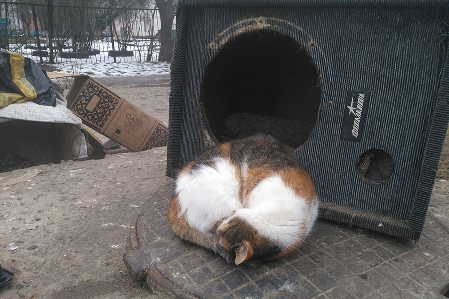 В Клинцах Брянской области на одном из тепловых узлов появился приют под открытым небом для бездомных кошек
