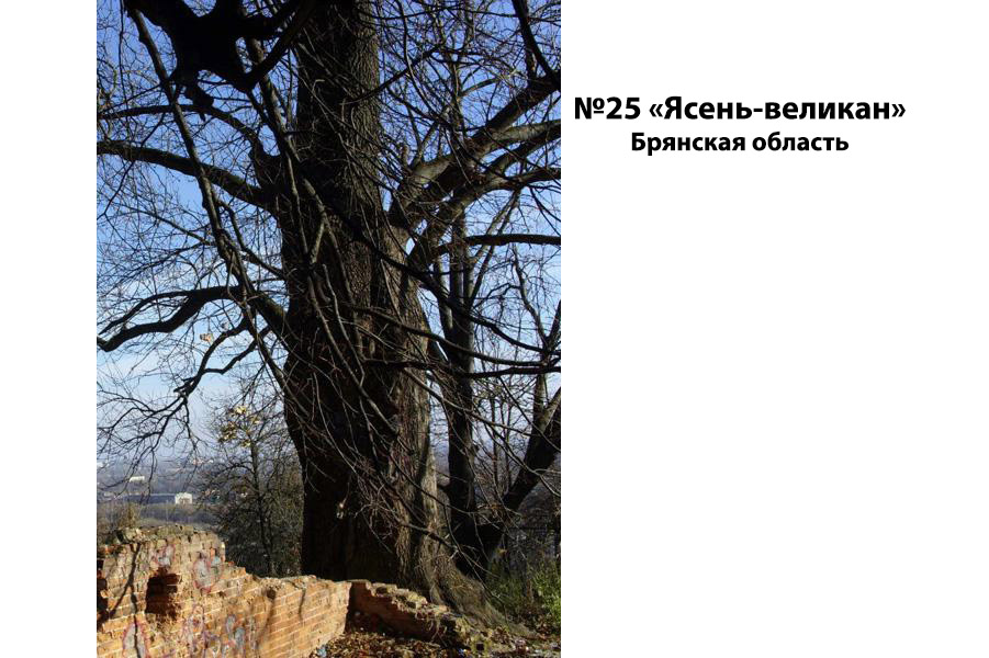 Брянский ясень-великан участвует в Национальном конкурсе «Российское дерево года 2021»