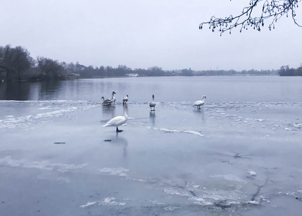 В Клинцы, на Стодольское озеро, прилетели лебеди